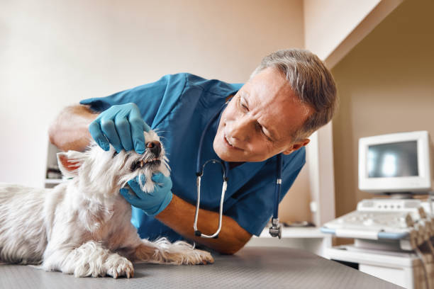 Best Emergency Dental Surgery in The Galena Territory, IL